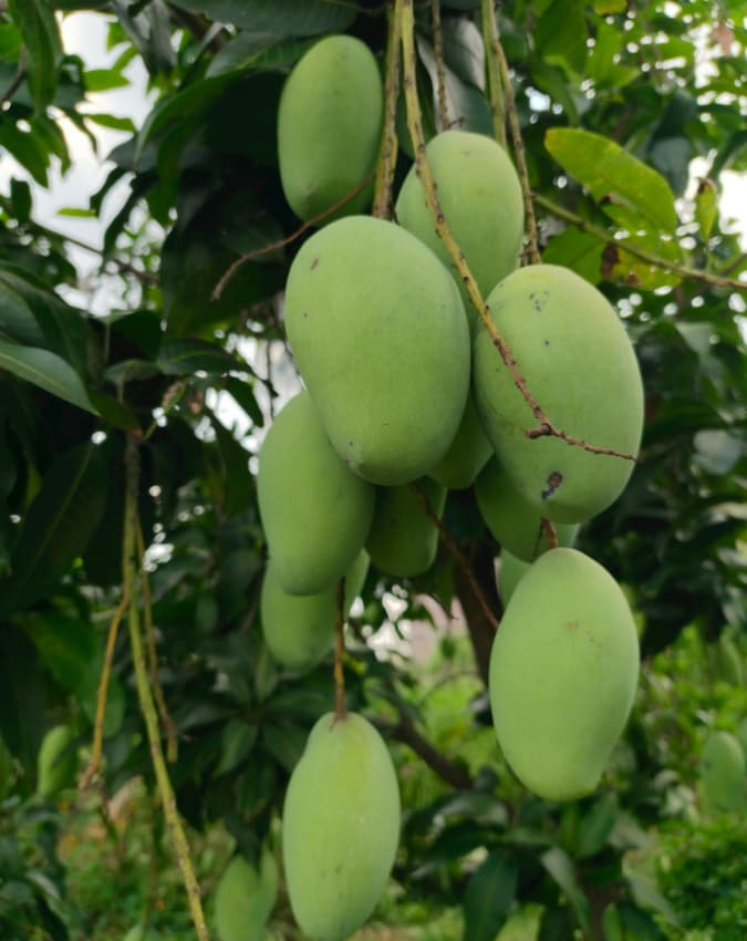 आकार भी बड़ा खास