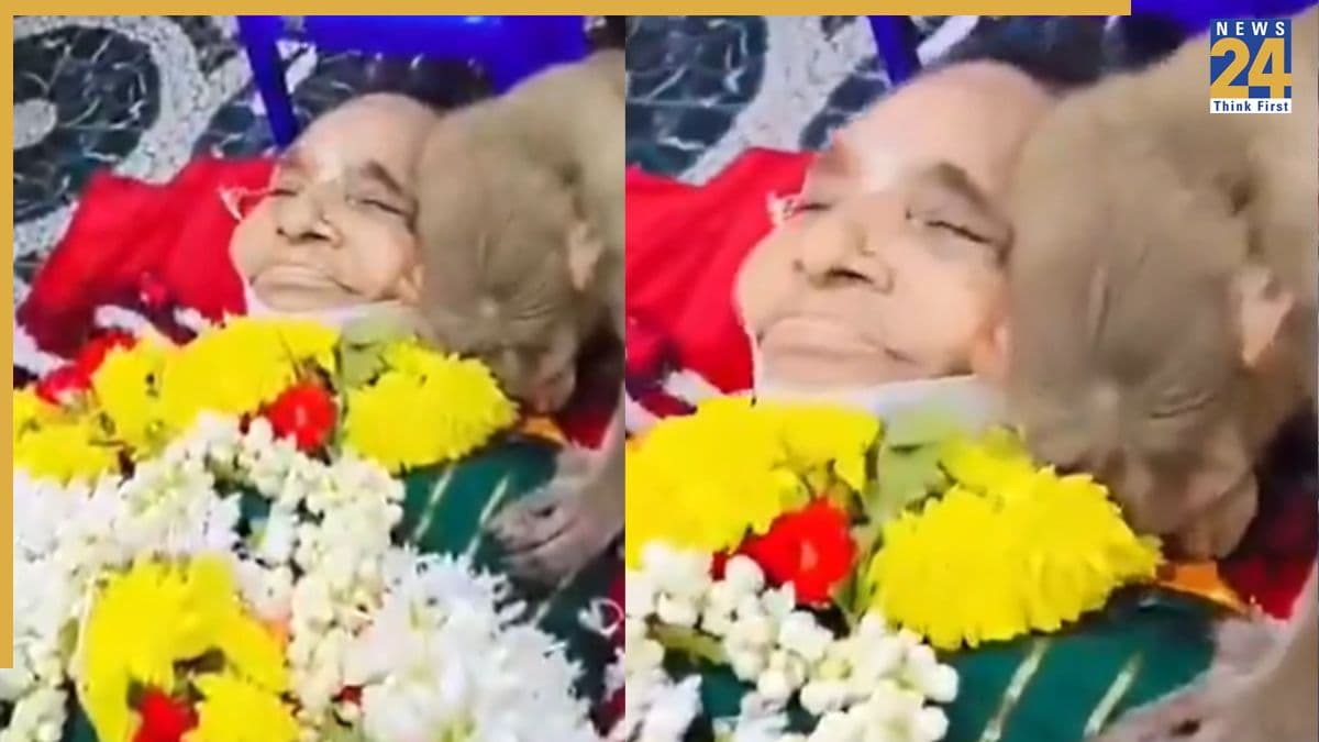 बुजुर्ग महिला की आखिरी विदाई पर बंदर ने दिखाया असली प्यार, वीडियो वायरल