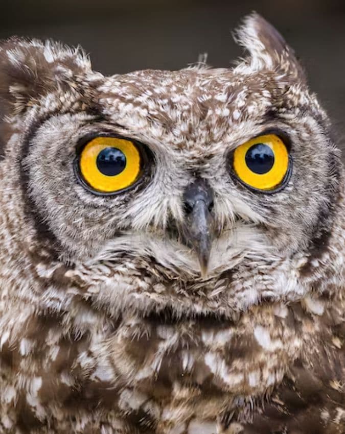 उल्लू 