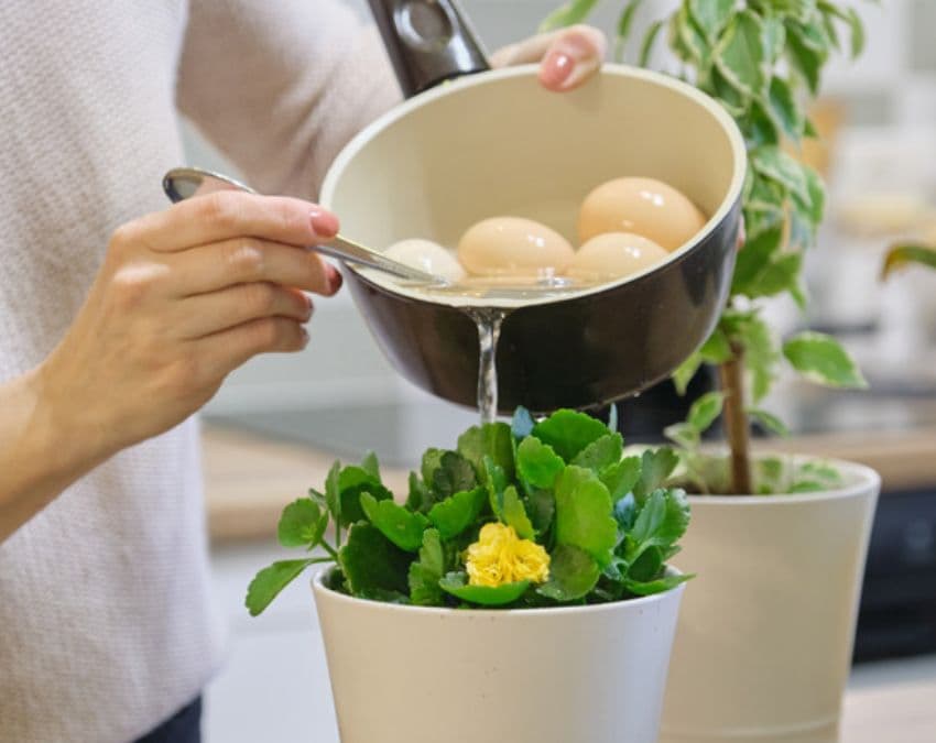 पौधों के लिए प्राकृतिक खाद
