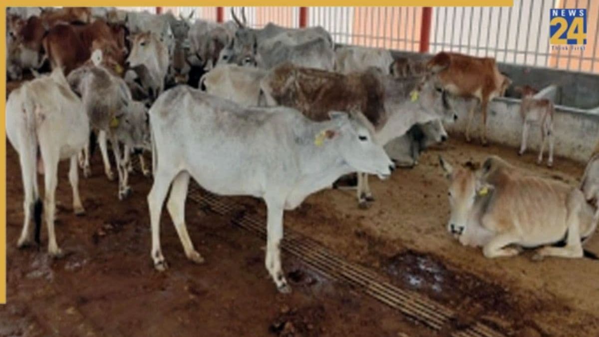अजब इंदौर की गजब तस्वीर: 42° में धूप में गाय, शेड में ट्रैक्टर-कंडे; रेशम केंद्र गौशाला में डॉक्टर भी नदारद