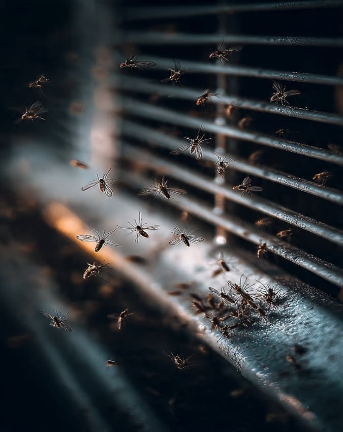 मच्छरों के लार्वा को रोकती है फिटकरी