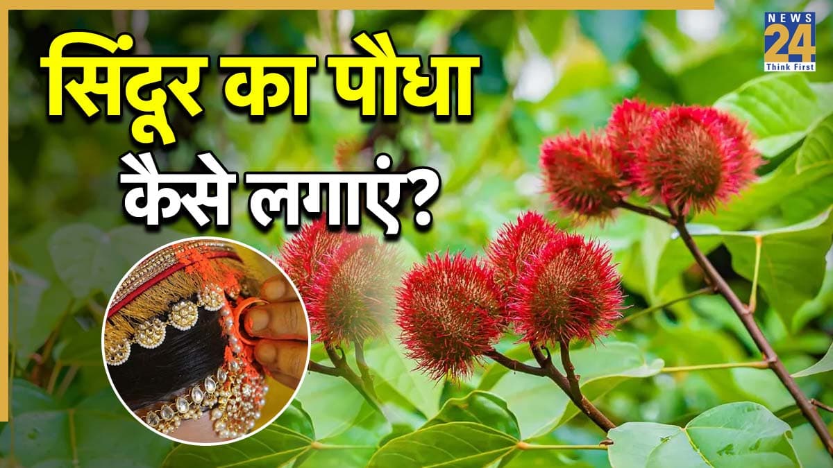 बालकनी में लगाएं असली सिंदूर का पौधा, केमिकल से मुक्त होगी महिलाओं की मांग