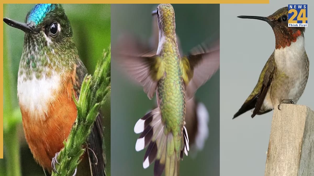 unique humming bird