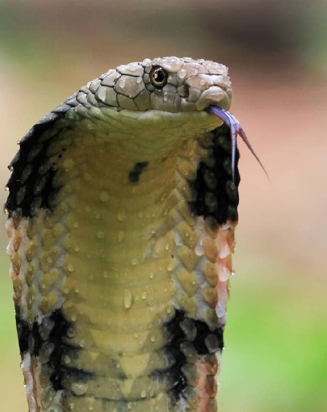 फन फैलाने के पीछे क्या है साइंस?
