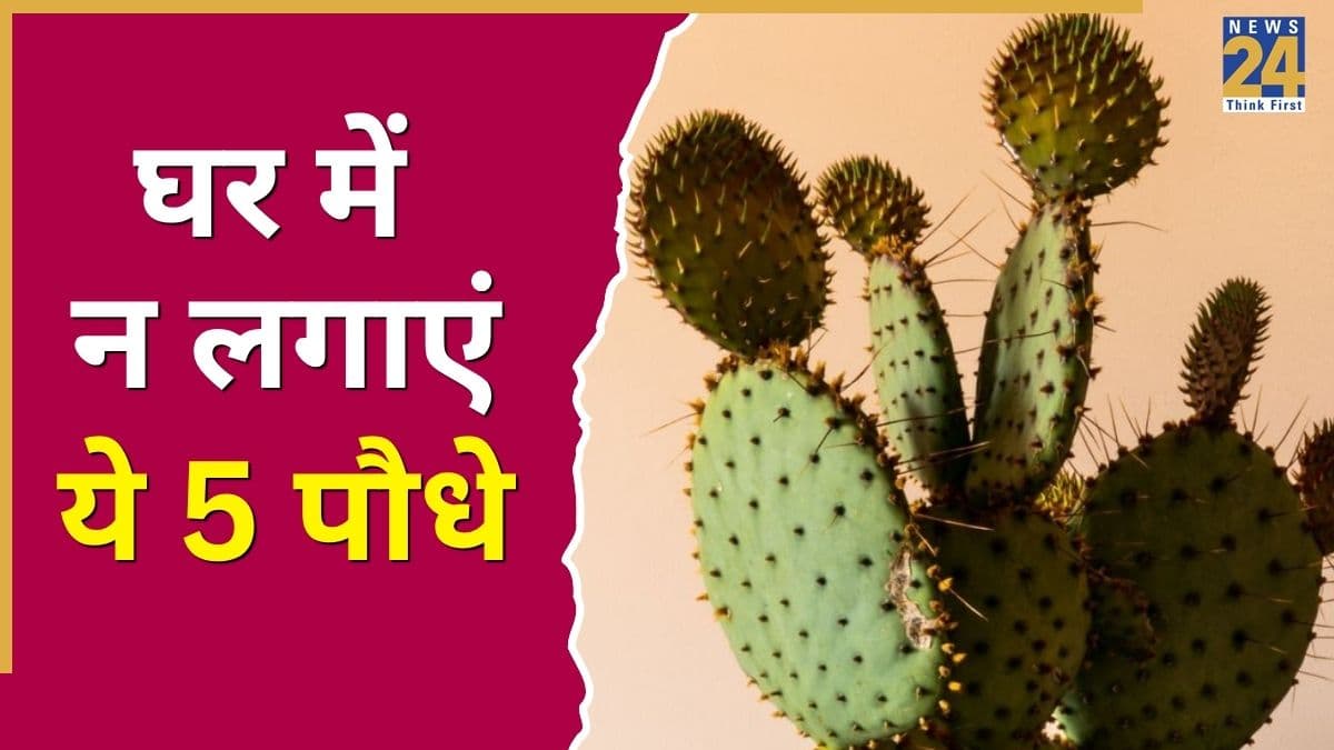 Cactus .jpg