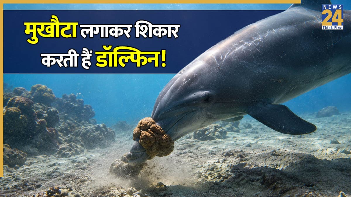 समुद्र की गहराई में चेहरे पर मुखौटा लगाकर शिकार करती हैं डॉल्फिन! वैज्ञानिकों ने कैमरे में कैद किया रोंगटे खड़े कर देने वाला मंजर