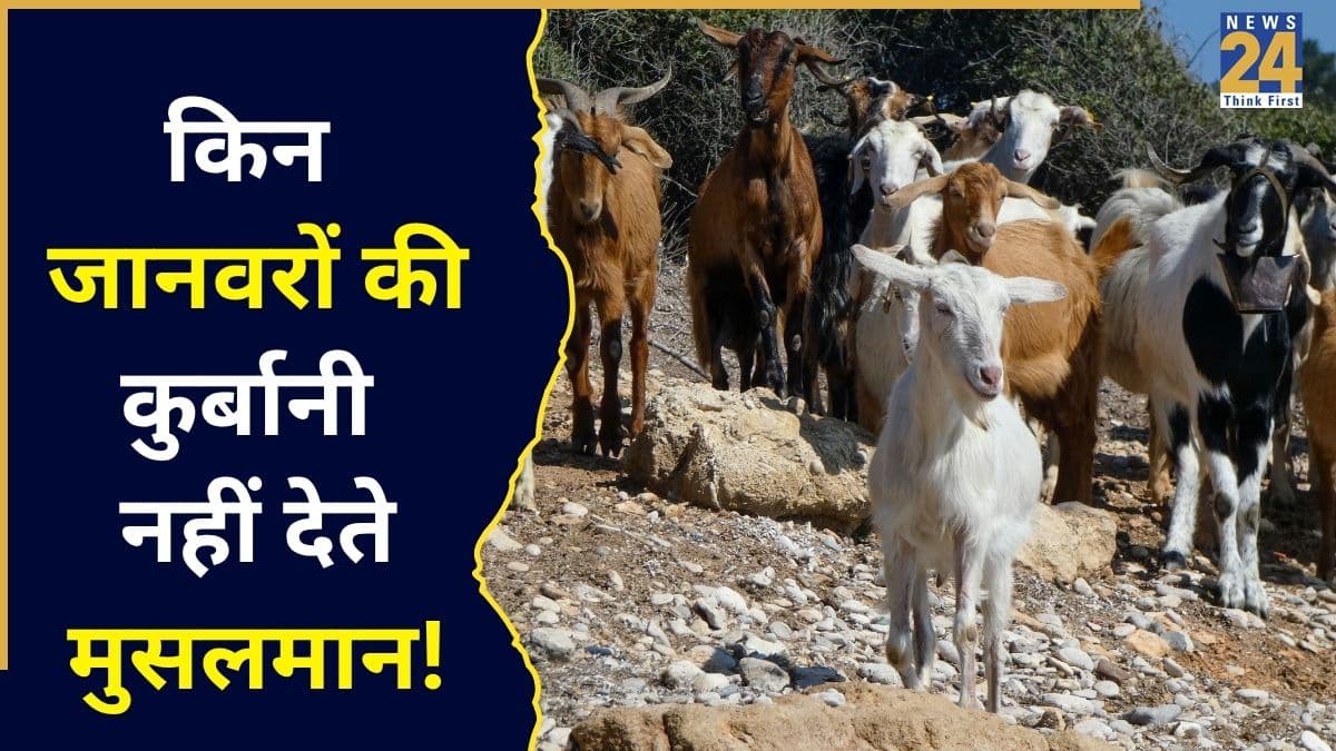 बकरीद पर भूलकर भी न करें इन जानवरों की कुर्बानी, वरना नहीं होगी कुबूल! जानिए क्या कहते हैं इस्लाम के कड़े नियम