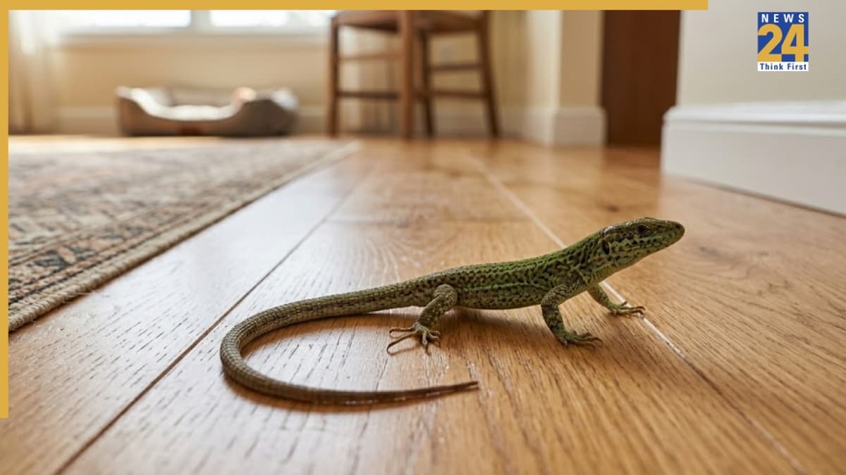 Lizard Walking on Ground: घर में फर्श पर छिपकली का रेंगना शुभ संकेत है या अशुभ? जानें क्या कहता है शकुन शास्त्र