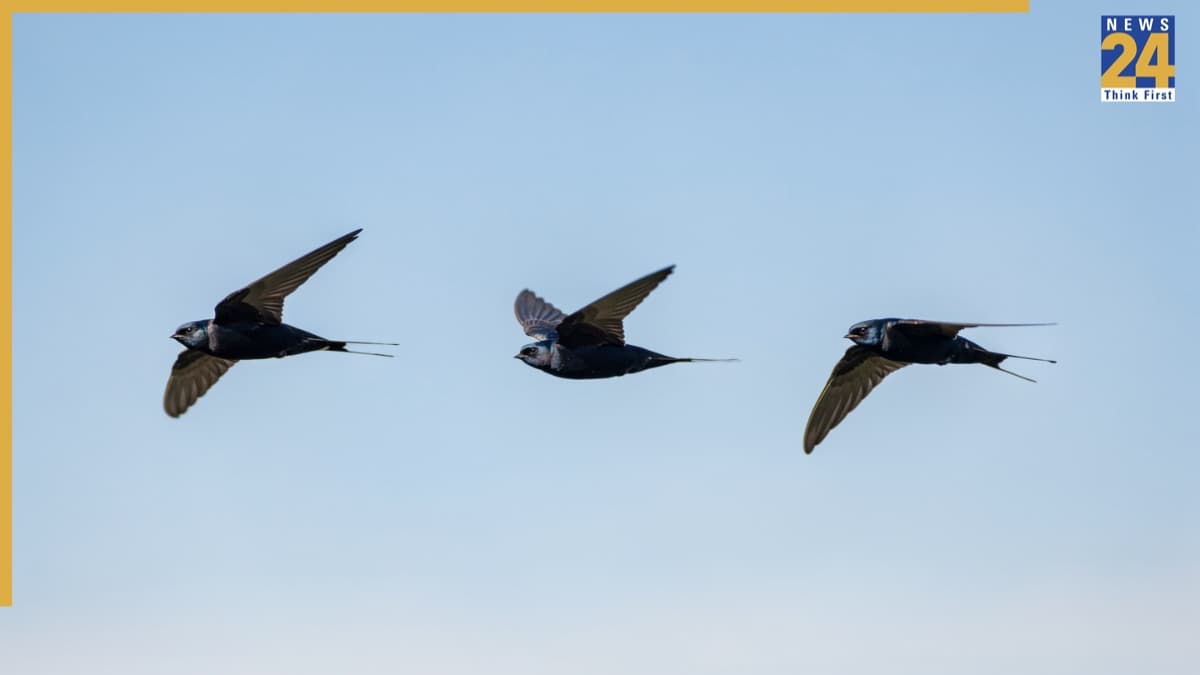 common swift speed range common swift speed range