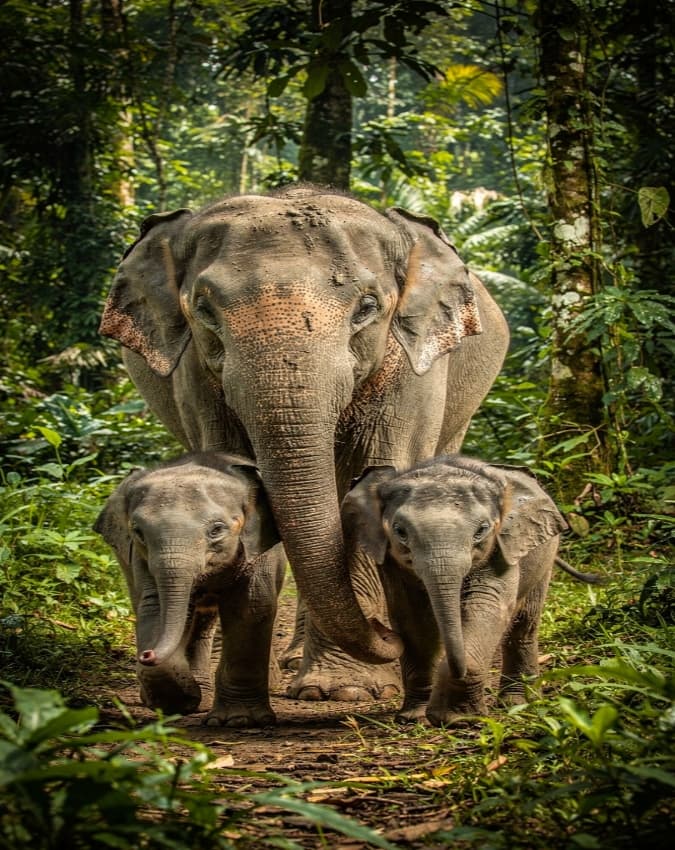 लंबा गर्भकाल