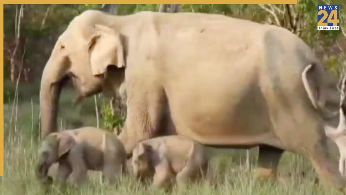 elephant
