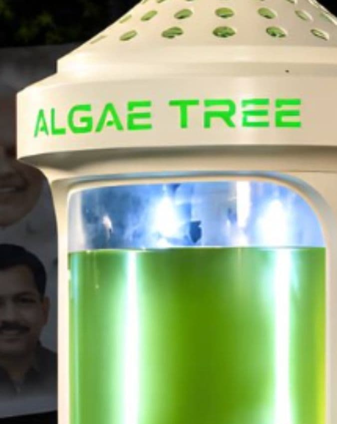 क्या है एल्गी ट्री?