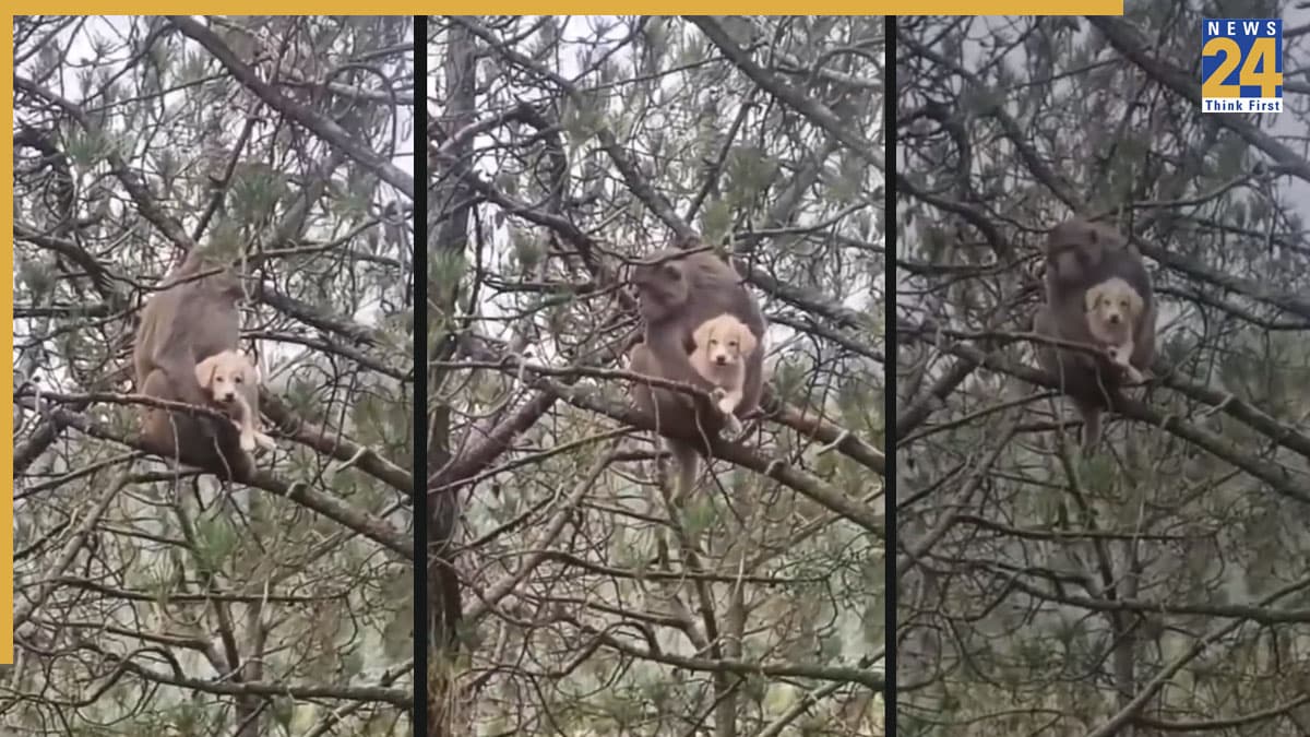 बंदर की गोद में दिखा बेबी डॉग, 10 मिनट तक सीने से लगाकर पेड़ पर बैठा रहा, वीडियो वायरल