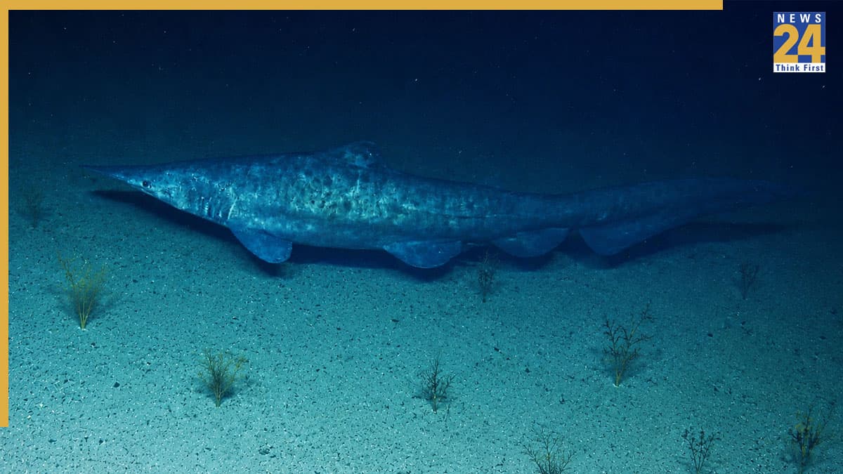 Goblin Shark Spotted