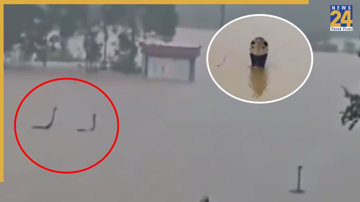 चीन में बाढ़ का फायदा उठाकर 900 से ज्यादा सांप 'फरार', कोबरा ने बढ़ाई दहशत; आखिर कहां से आए इतने नाग?