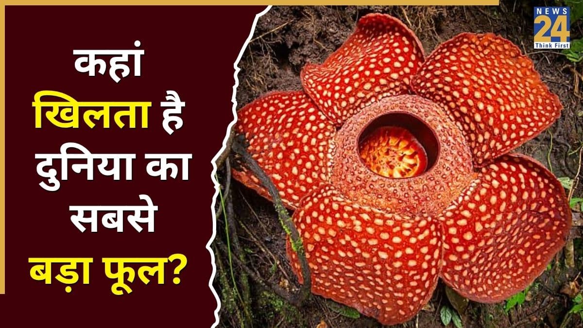 World’s Largest Flower: न तना, न पत्ती... पर वजन 11 किलो; जानिए कहां खिलता है दुनिया का सबसे बड़ा फूल?