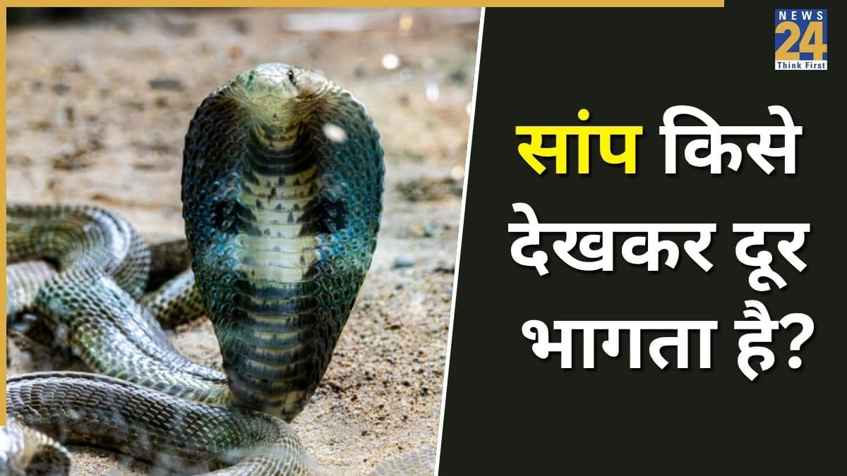 सांप किस चीज से सबसे ज्यादा डरता है? बरसात में बचाव के लिए जानें जरूरी बातें
