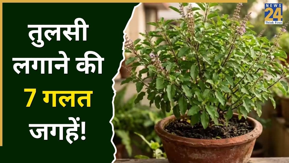 Tulsi Rules: तुलसी लगाने से पहले जान लें ये 7 गलत जगहें, वरना घर की सुख-समृद्धि पर पड़ सकता है असर