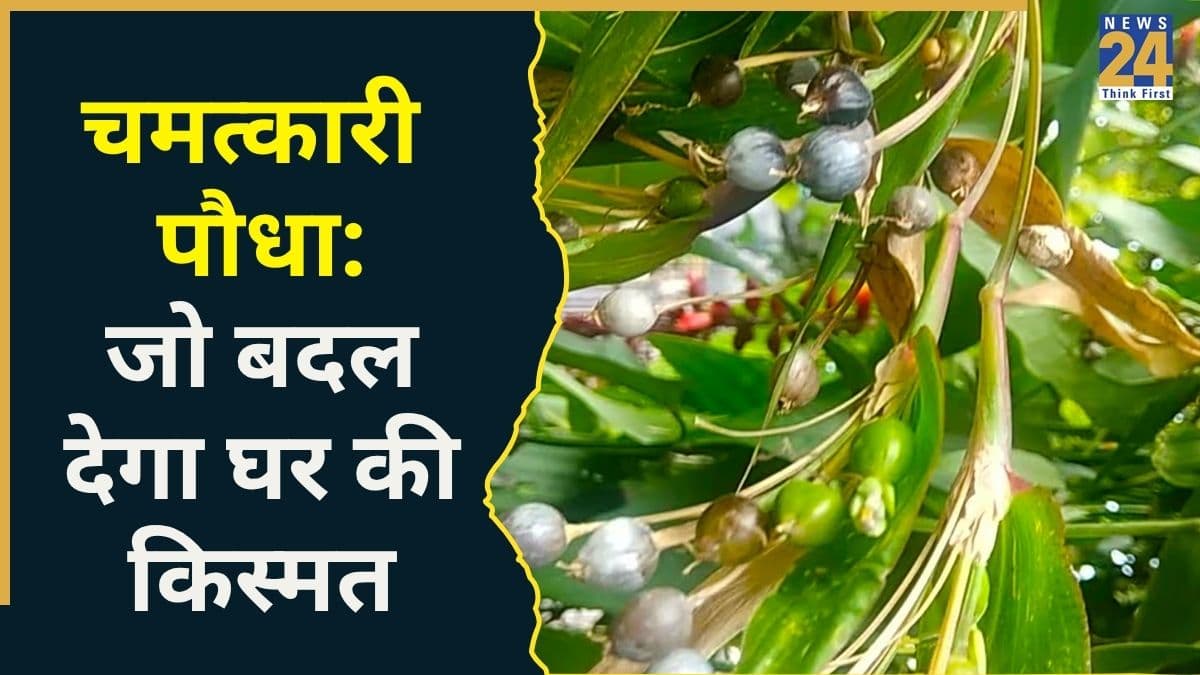 सुख-समृद्धि के मामले में Money Plant से भी ज्यादा असरदार है ये पौधा, नोट कर लें सही दिशा और नियम