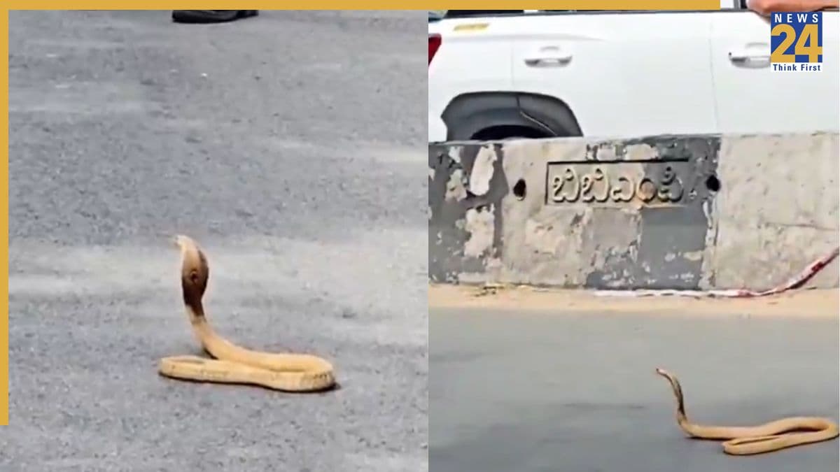बेंगलुरु में जब कोबरा ने 30 मिनट तक रोक दिया ट्रैफिक! बीच सड़क पर बैठा रहा, वायरल वीडियो ने खींचा लोगों का ध्यान