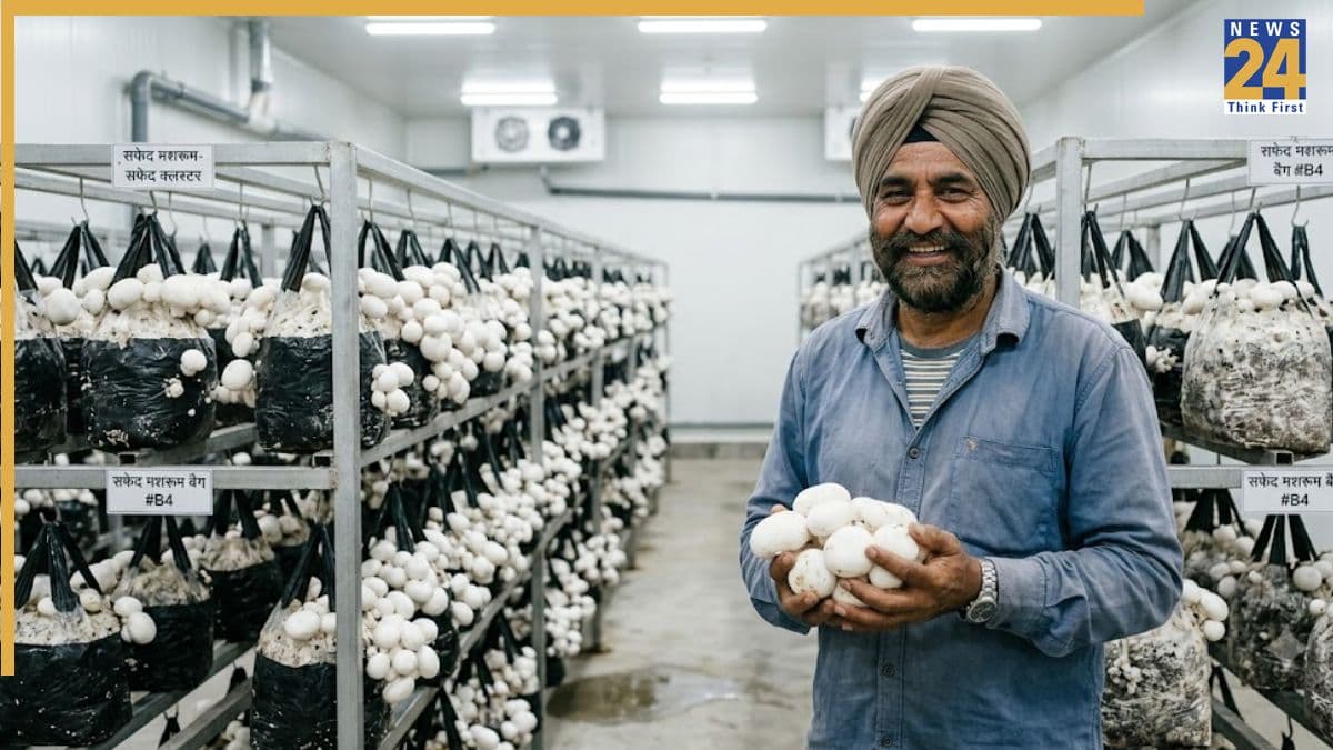 Mushroom Farming: क्या सच में मशरूम की खेती से रातों-रात अमीर बन रहे हैं लोग? जान लें इस इनडोर बिजनेस की पूरी हकीकत!