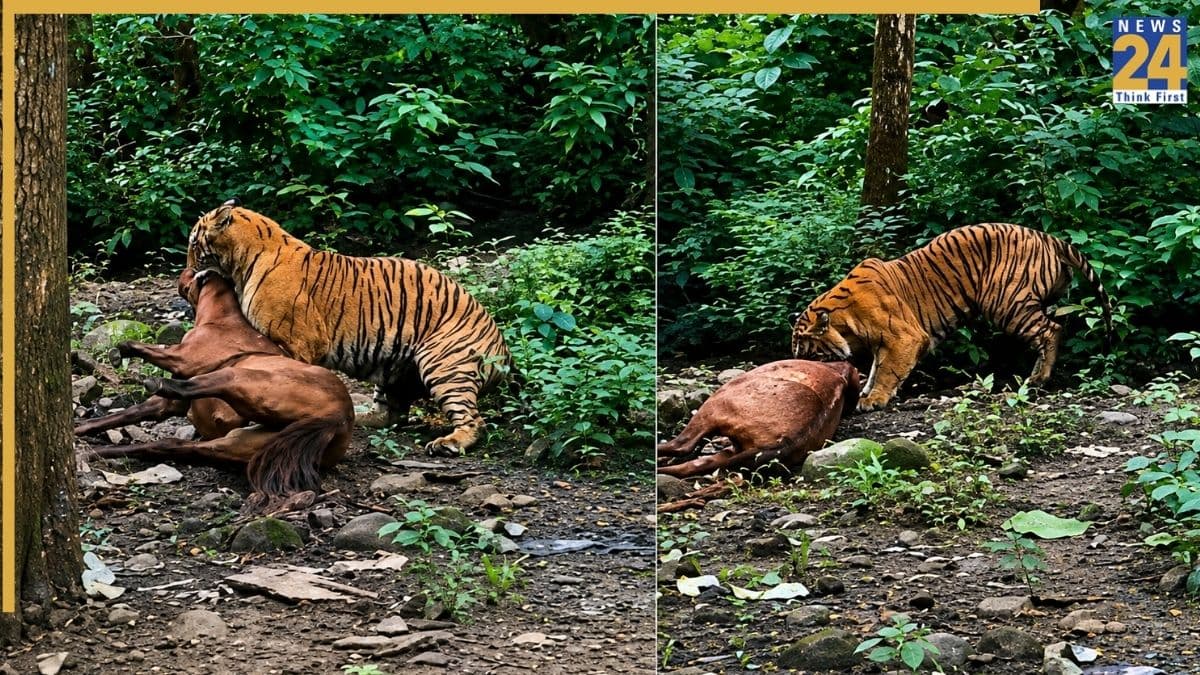 घोड़े को गर्दन से घसीटते हुए टाइगर का वीडियो वायरल, हैरान रह गए जिम कॉर्बेट के टूरिस्ट