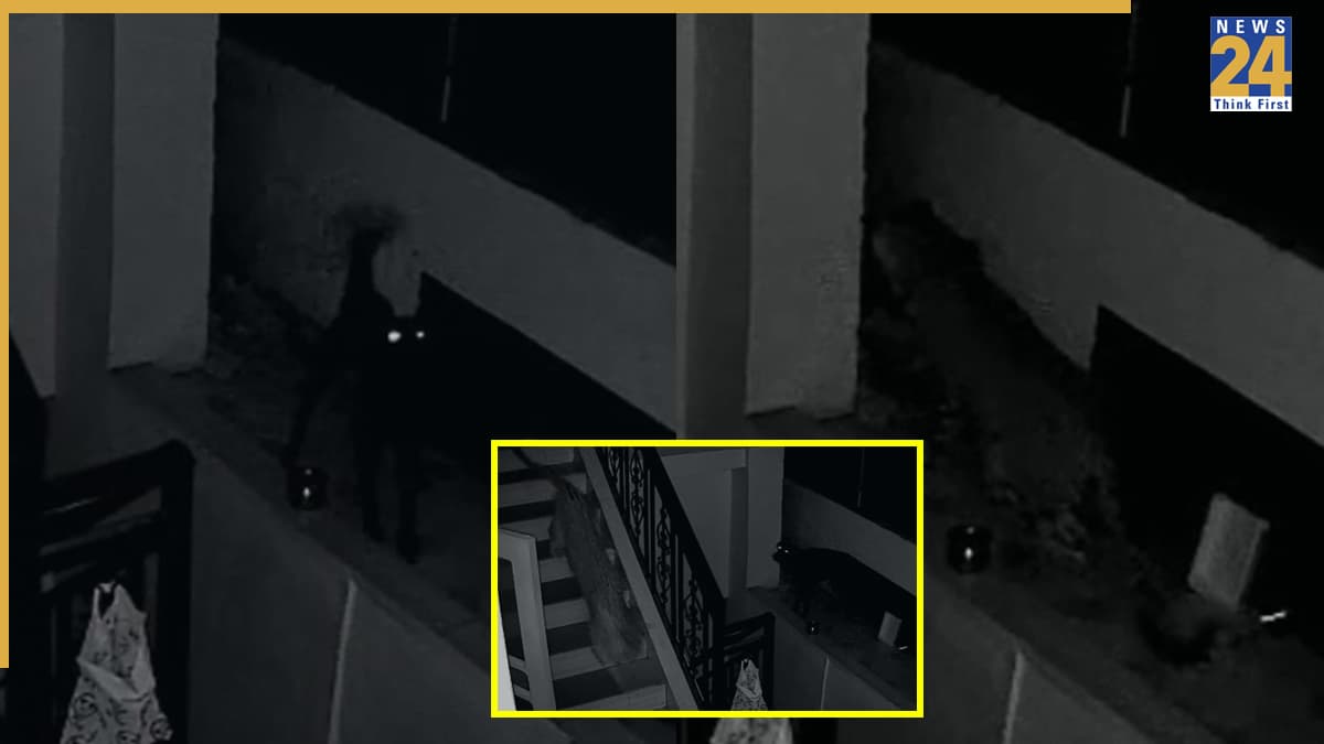 सिरमौर में तेंदुए का आतंक! आधी रात घर में घुसकर बनाया शिकार, CCTV में कैद हुआ हमले का VIDEO