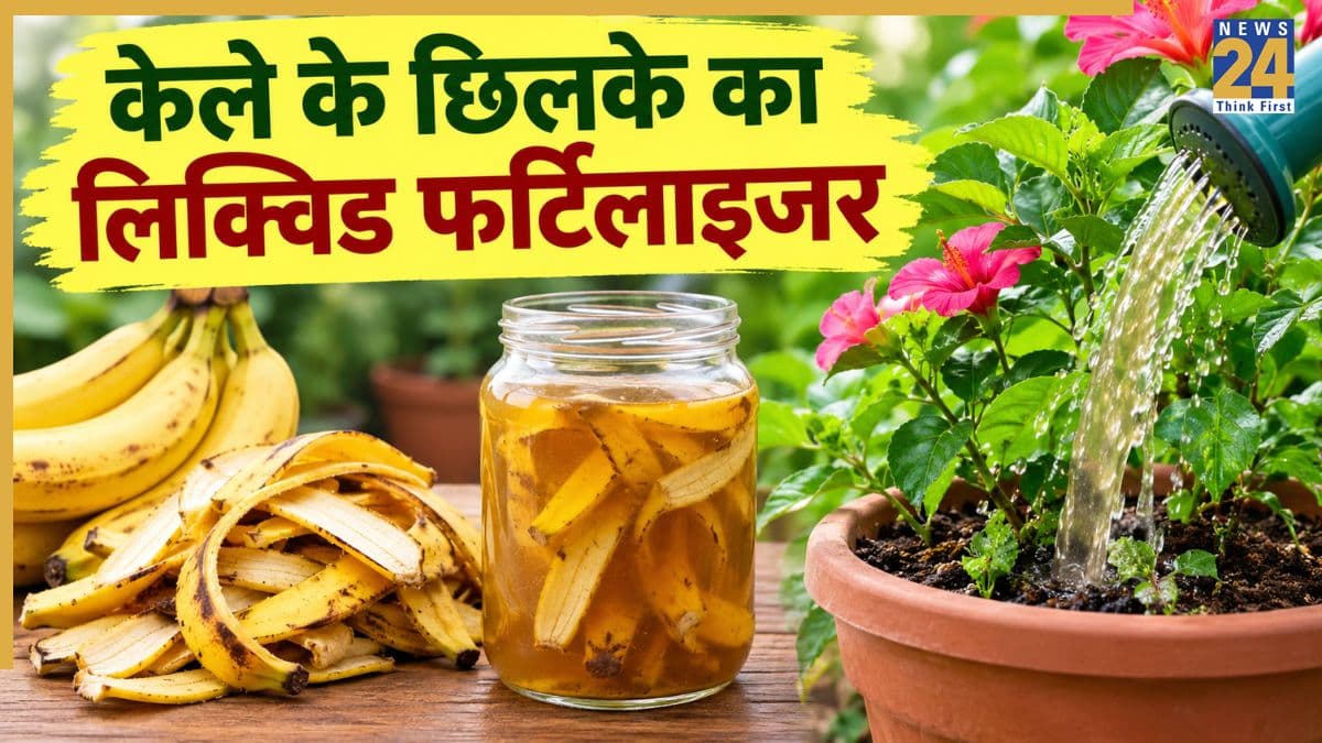 केले के छिलकों से इस तरह बनाएं पौधों के लिए लिक्विड फर्टिलाइजर, घने और हरे-भरे दिखेंगे प्लांट्स