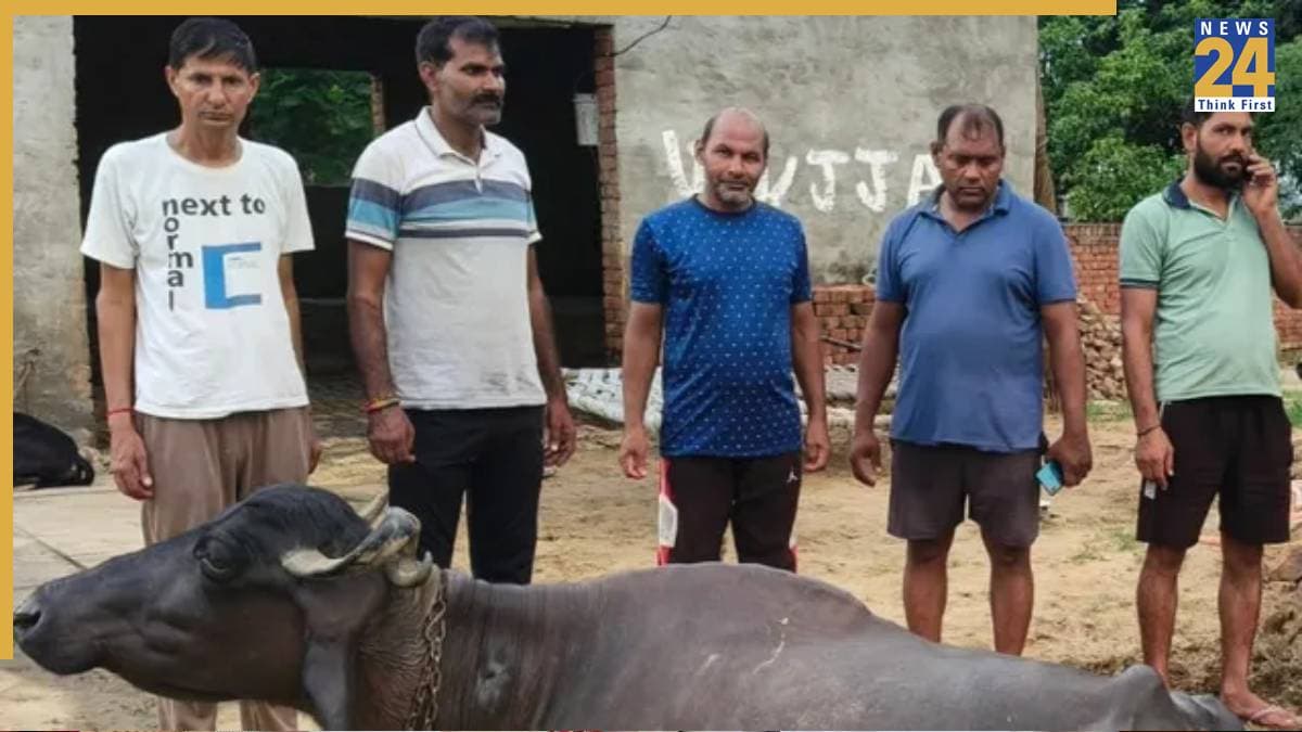 रेबीज से भैंस की मौत पर UP से दिल्ली तक मचा हड़कंप, दूध पीने वालों को लगवाना पड़ेगा टीका, जानें क्या है मामला?