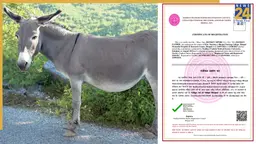 गधे के नाम पर जारी हुआ नर्सिंग रजिस्ट्रेशन सर्टिफिकेट, NSUI ने खोली ऑनलाइन सिस्टम की पोल