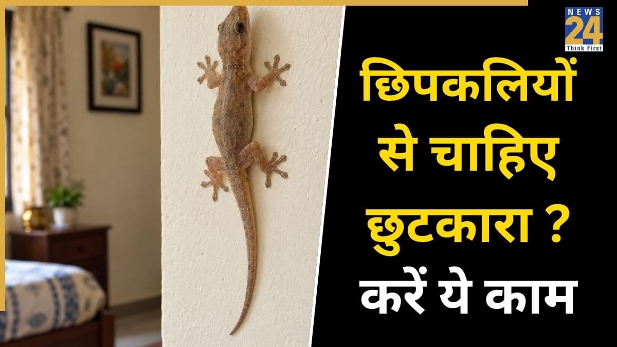 बिना मारे बालकनी से गायब हो जाएंगी सारी छिपकलियां, बस आजमाएं ये 3 आसान और असरदार देसी हैक्स