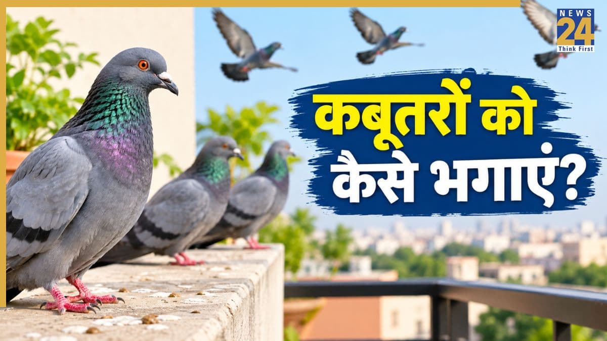 Pigeons Home Remedies