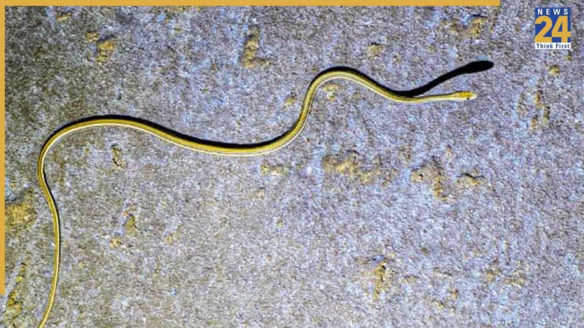 150 साल बाद गुजरात के कच्छ में दिखा ये दुर्लभ सांप, वन विभाग और विशेषज्ञ भी हुए हैरान