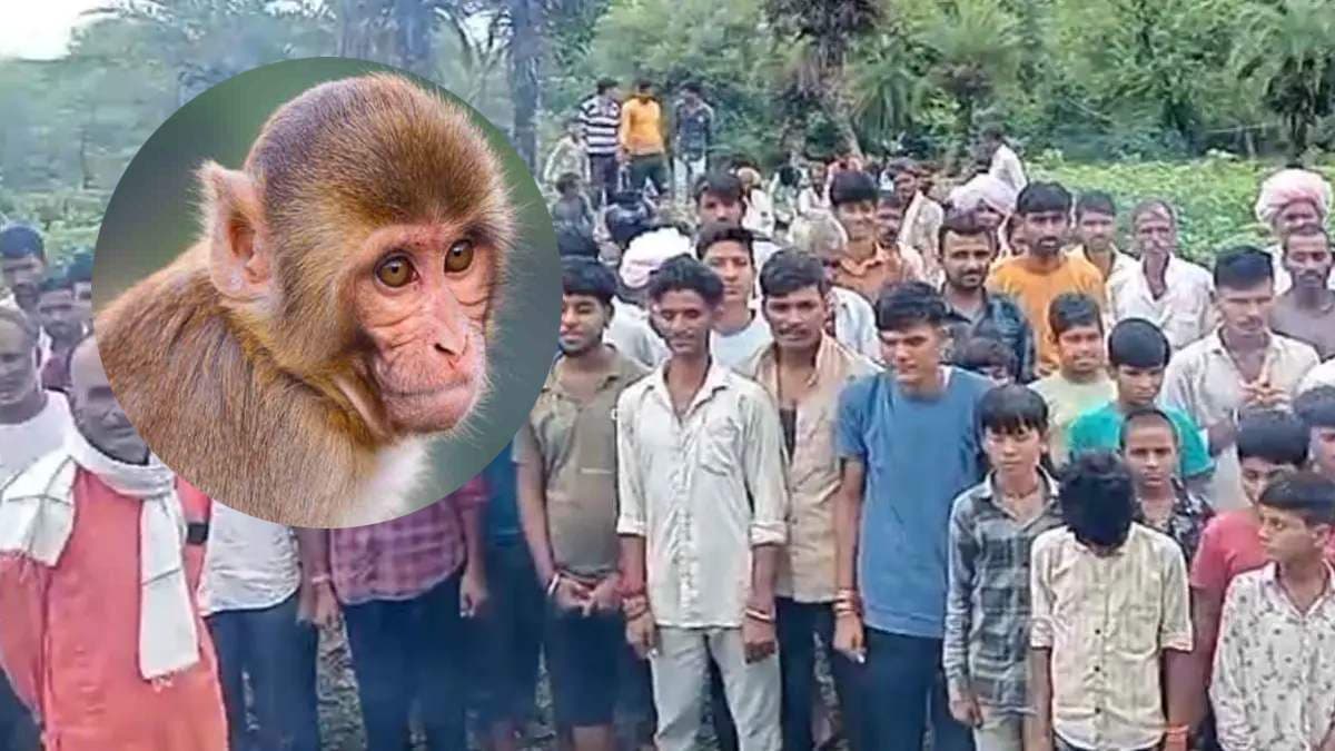 Monkey Funeral Procession