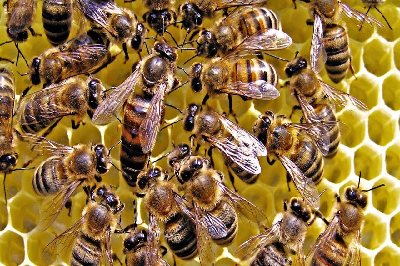 Honey bee Honey bee