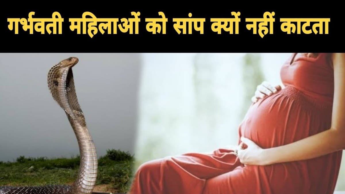 खुल गया राज! गर्भवती महिलाओं को इस वजह से नहीं काटते हैं जहरीले सांप, वजह कर देगी हैरान