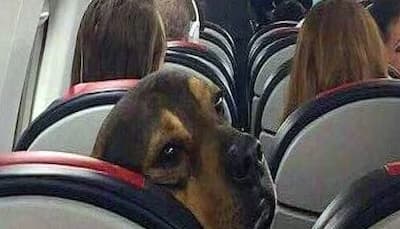 Flight में 13 घंटे Gas छोड़ता रहा पालतू कुत्ता; सजा बन गए सफर के बाद प्रेमी जोड़े ने मांग लिए पैसे वापस