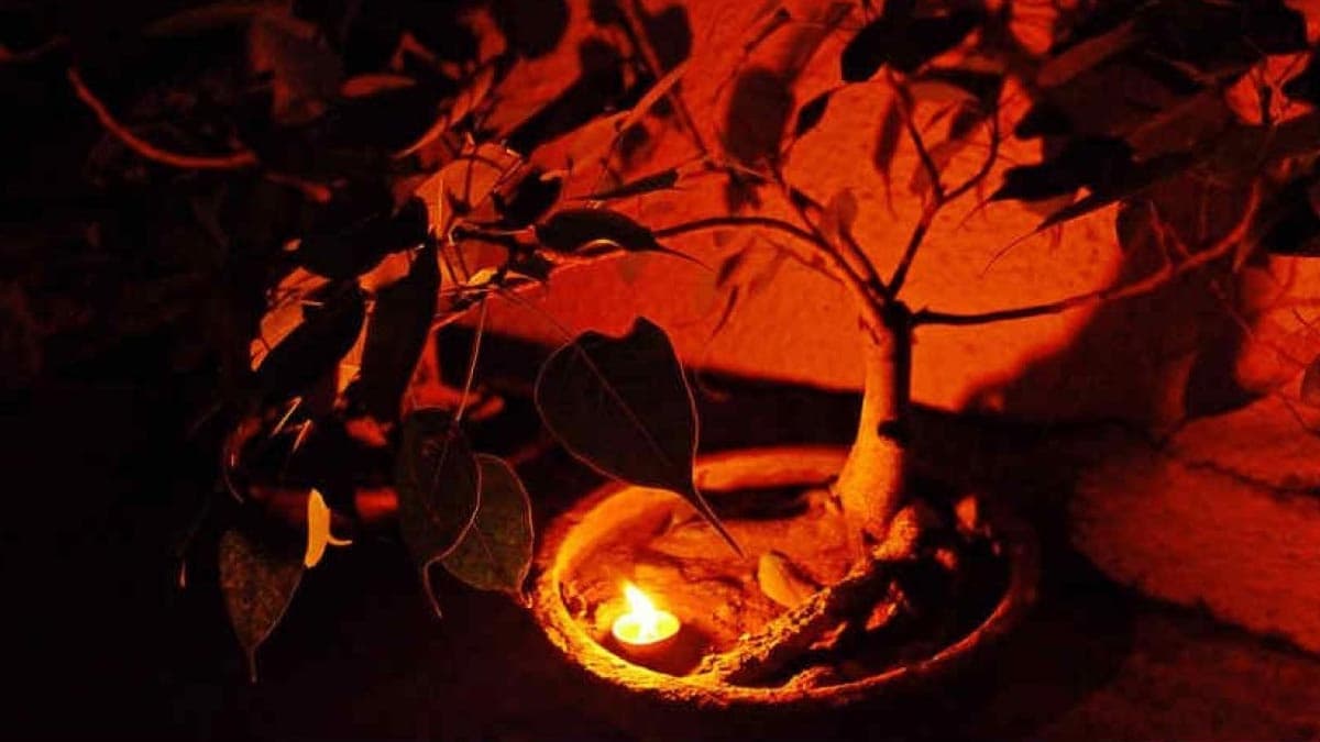 पीपल के पास दीया जलाने के क्या-क्या हैं फायदे, जानिए