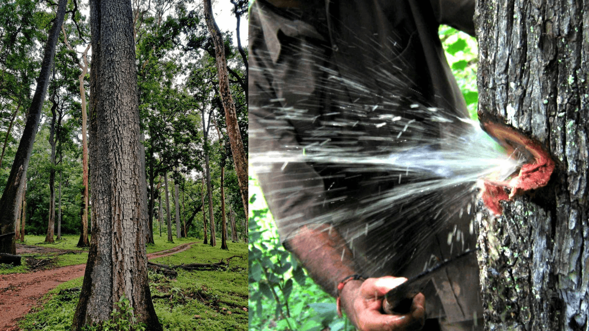 Indian Laurel Tree Water Storage Reason Indian Laurel Tree Water Storage Reason