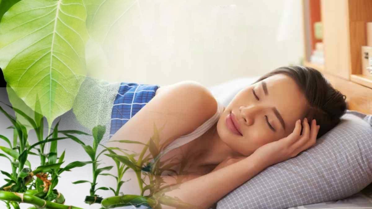 Plant Dream Meaning: क्या आपको भी सपने में दिखते हैं ये 7 पौधे, ये लकी प्लांट देते हैं किस्मत चमकने के संकेत