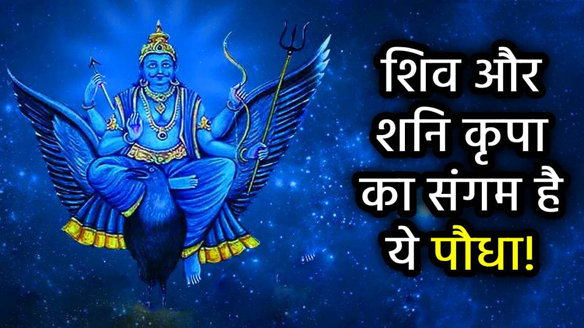 धन-समृद्धि की चाबी यह पौधा, शनिवार की रात इन 5 उपायों से पाएं सौभाग्य का वरदान