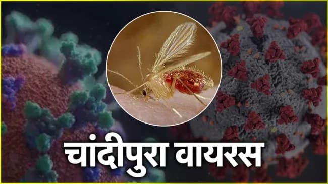 गुजरात में चांदीपुरा वायरस का हाहाकार, मौतों का आंकड़ा 10 के पार, गांधीनगर में हाई-लेवल बैठक!