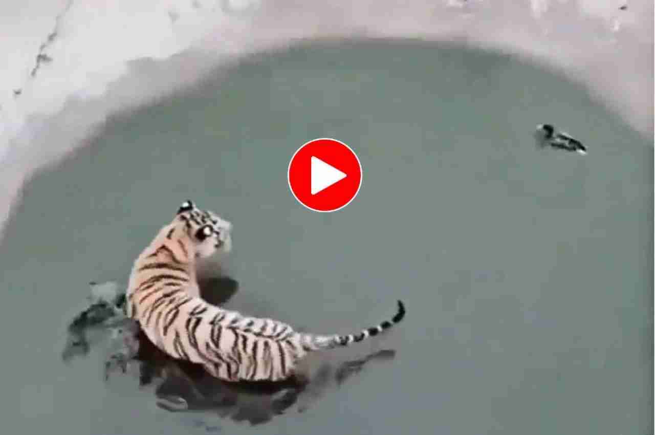 Viral Video: छोटी सी चिड़िया ने दिया टाइगर को ऐसा मात, देख रह जाएंगे हैरान