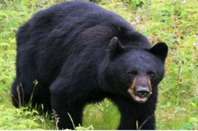 Bear attack Chhattisgarh