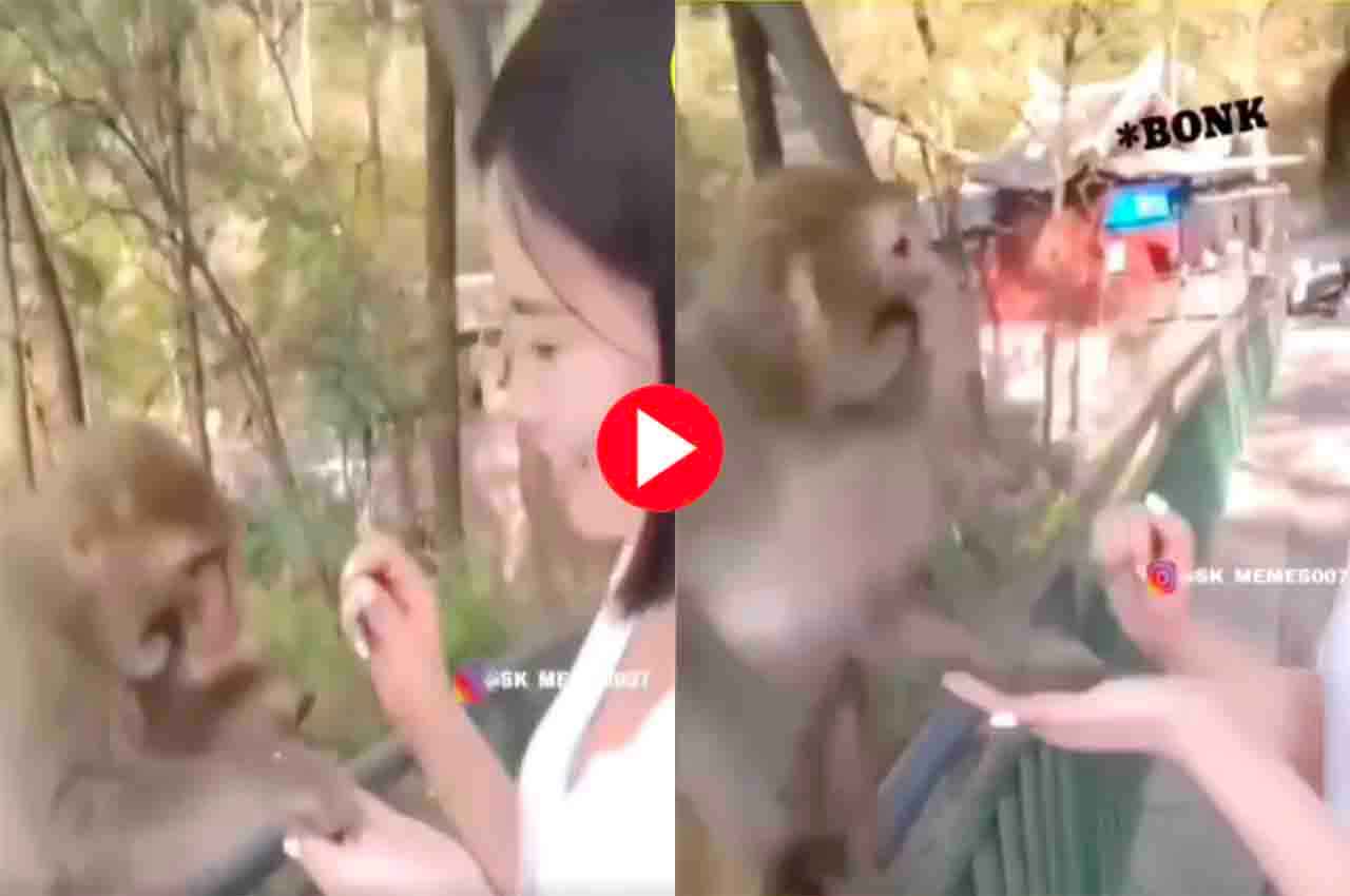 Video Viral: बंदर ने किया लड़की के साथ तगड़ी शरारत, देखें