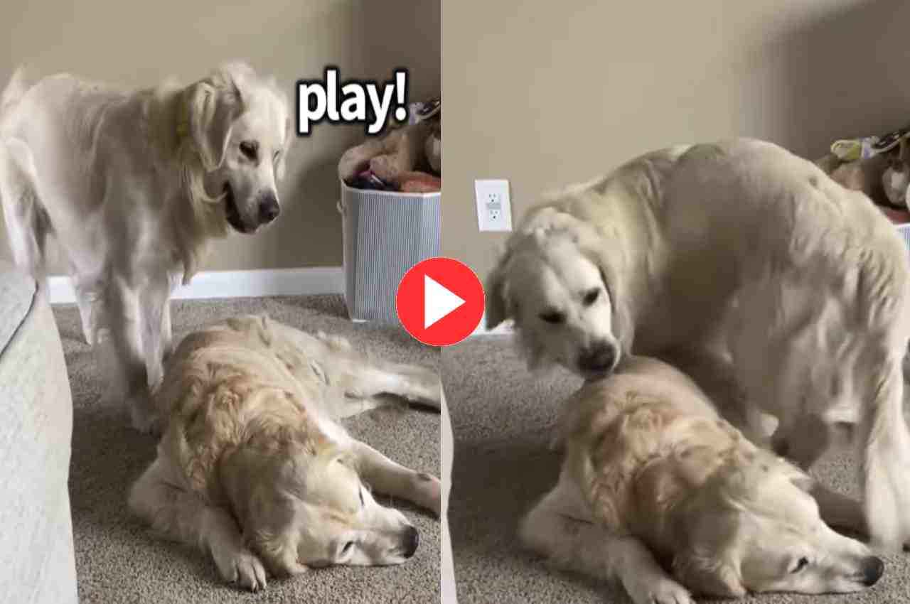 Viral Video: इस डॉगी ने खेलने के लिए अपने भाई के साथ किया ऐसा काम, देख आ जाएगा मजा