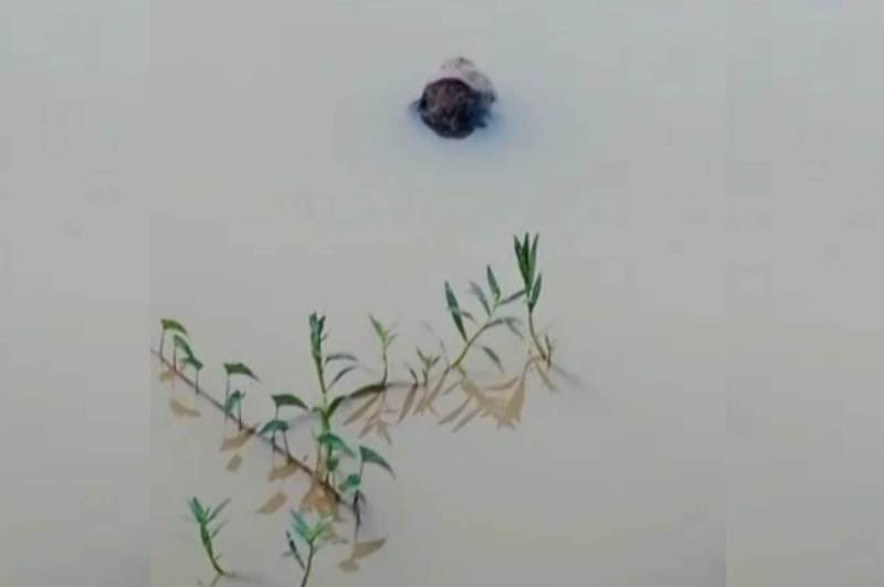 लाश