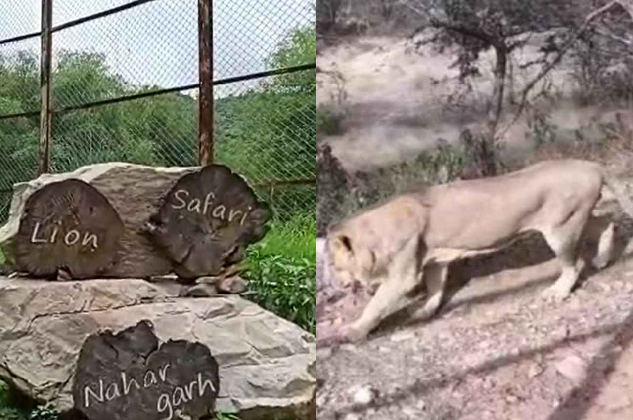 Rajasthan: नाहरगढ़ बायोलॉजिकल पार्क से गायब हुई शेरनी सृष्टि, इलाके में दहशत