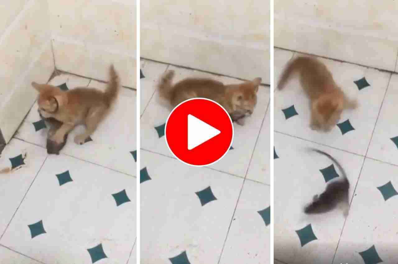 Viral Video: बिल्ली ने चूहे पर किया ऐसे अटैक, देख लोगों का घूम गया दिमाग